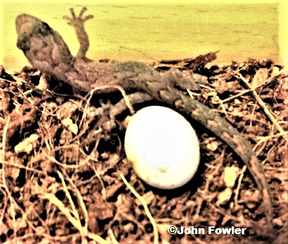Hatchling Marbled Geckos - Christinus marmoratus look far too big to fit in their eggs.